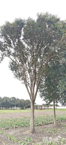 23公分大叶女贞