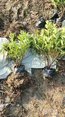 高度30厘米毛鹃