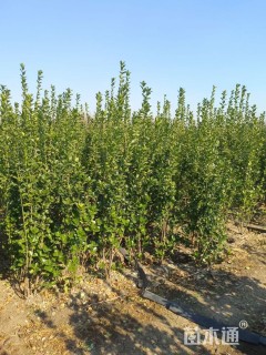 高度200厘米北海道黄杨
