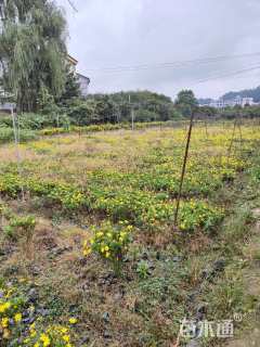 高度30厘米木春菊