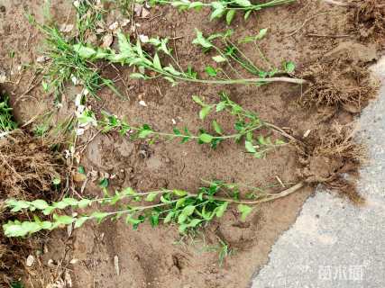 高度20厘米冬青卫矛