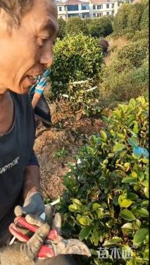 冠幅150厘米含笑球