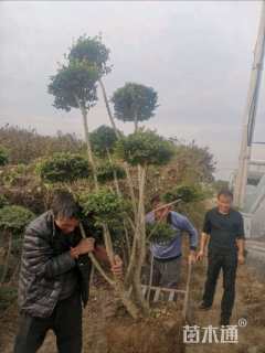 10公分造型小叶女贞