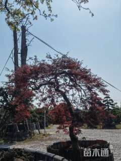 高度250厘米羽毛枫