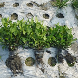 高度25厘米栀子