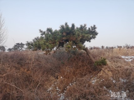 高度500厘米黑松