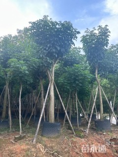 8公分紫花风铃木