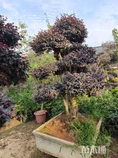 高度280厘米红花继木