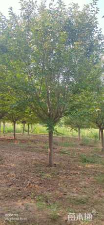 15公分日本晚樱