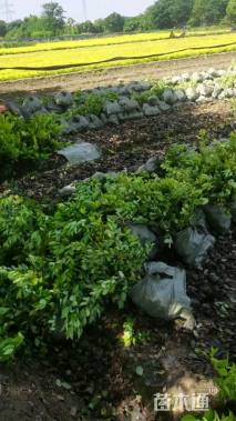 高度45厘米金森女贞