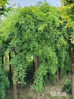 13公分龙爪槐