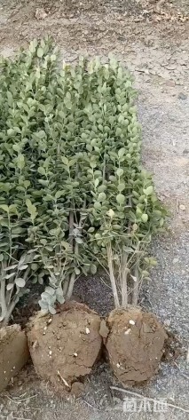 高度170厘米北海道黄杨