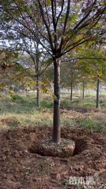 25公分榉树