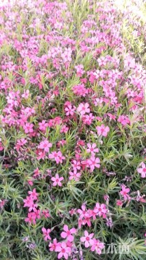 高度15厘米福禄考