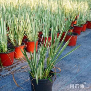 高度35厘米花叶香蒲