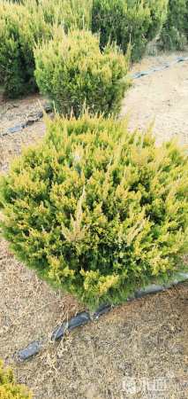 冠幅80厘米龙柏球