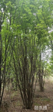 高度6000厘米丛生白蜡