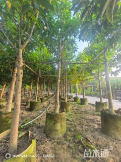8公分白玉兰