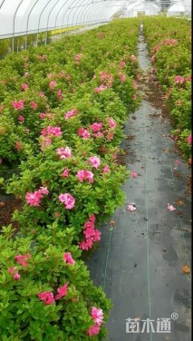 高度70厘米杜鹃