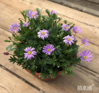 高度20厘米姬小菊