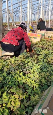 高度40厘米火焰南天竹