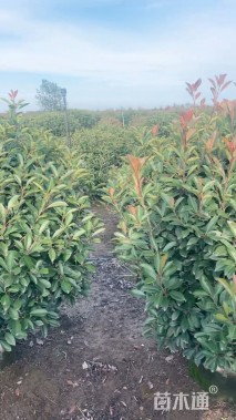 冠幅80厘米石楠球