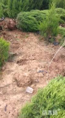 高度190厘米塔柏