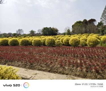 冠幅180厘米金禾女贞球