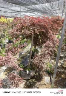 高度140厘米羽毛枫