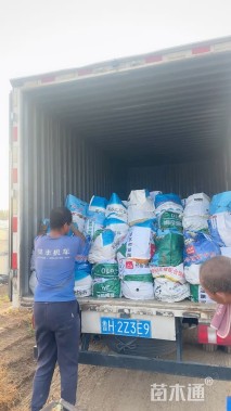 高度80厘米圆锥绣球