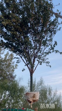 20公分桑树