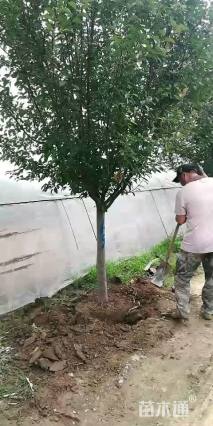 13公分绚丽海棠