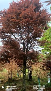 21公分日本红枫