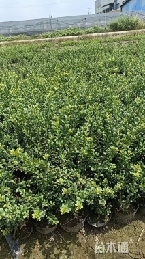 高度35厘米龟甲冬青