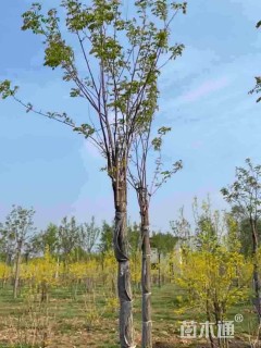 15公分香花槐