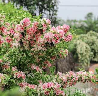 高度60厘米花叶锦带
