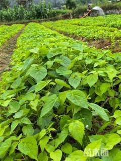 0.5公分山桐子苗