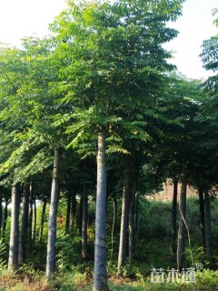 15公分黄山栾树