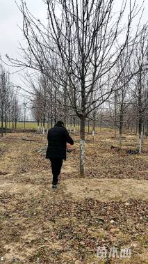 13公分彩叶豆梨