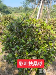 高度120厘米七彩大红花