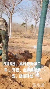 24公分樱花