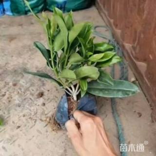 高度30厘米非洲茉莉