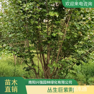 4公分巨紫荆