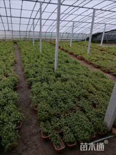 高度30厘米树马齿苋