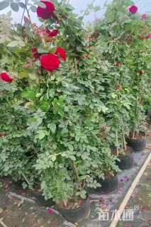 150厘米藤本月季