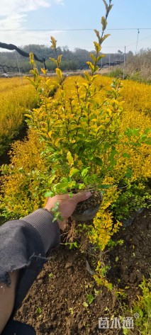 大杯苗亮晶女贞小苗