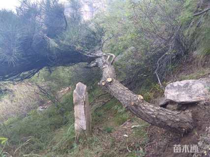 高度160厘米松柏