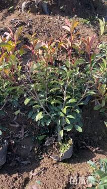 2公分红叶石楠