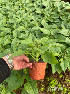 高度20厘米向日葵