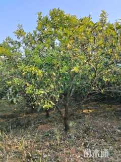 18公分丛生香泡